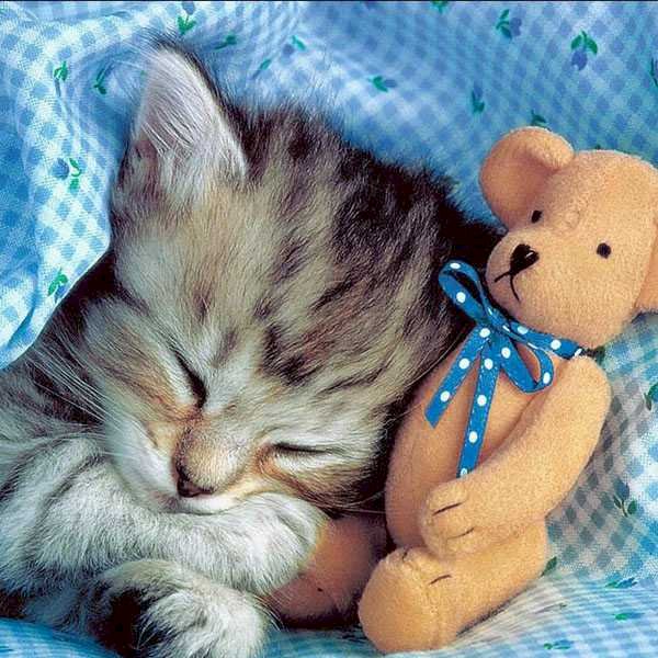 Kitten met teddybeer legpuzzel online