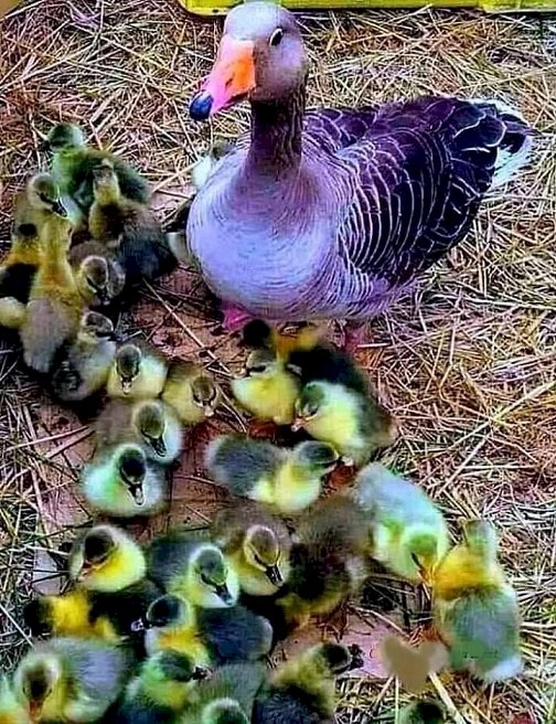 Duck mother with offspring. online puzzle