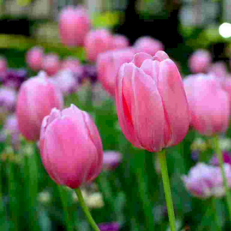 tulipas quebra-cabeças online
