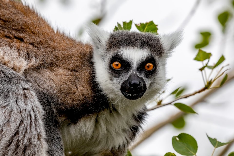 Ring Tailed Lemur mit Online-Puzzle