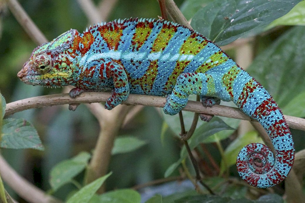 Leopardí chameleon skládačky online