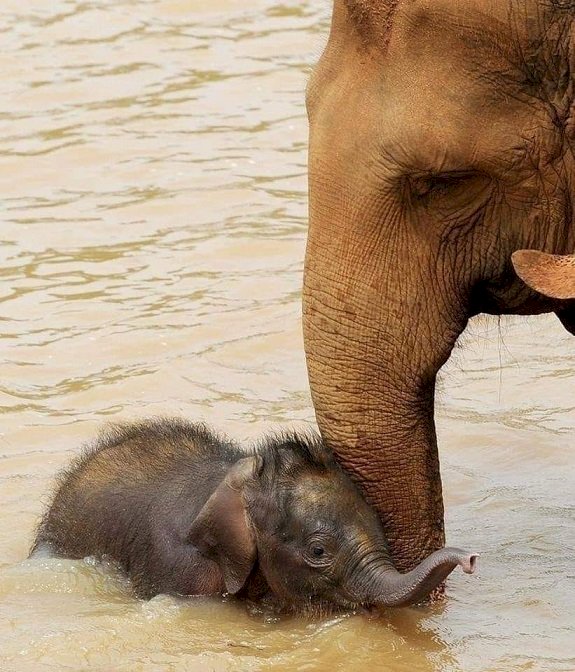 Stor elefant och liten elefant. Pussel online