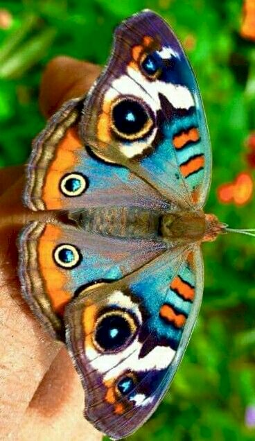 дуже гарний метелик онлайн пазл