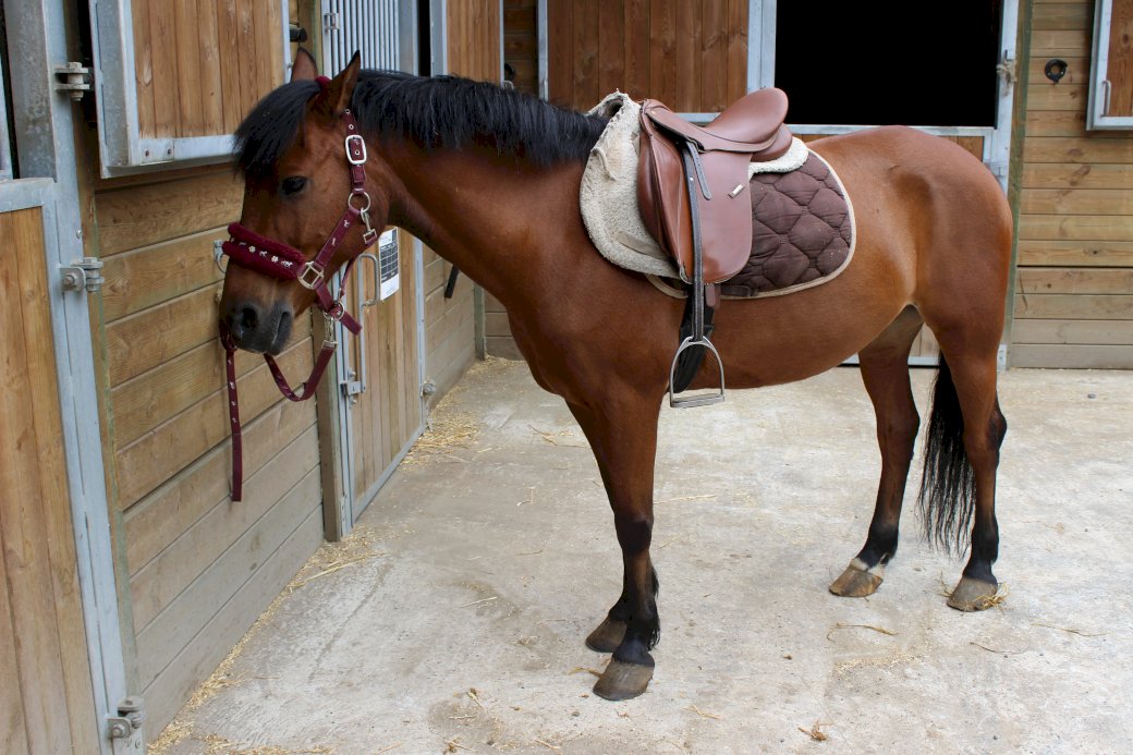 Το άλογο της La Fertille παζλ online