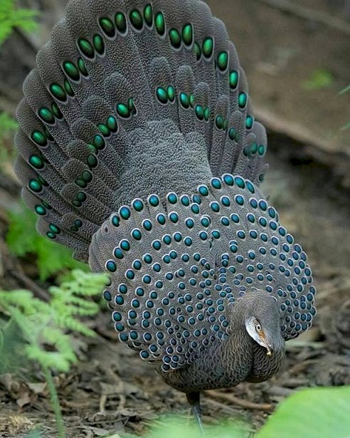 Peacock fasan. pussel på nätet