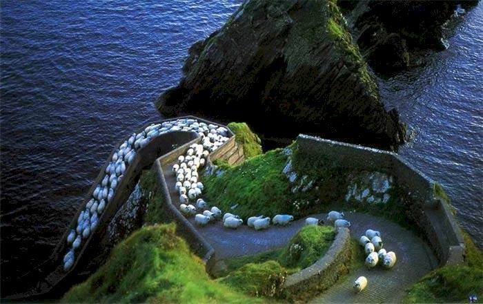 De snelweg van schapen online puzzel
