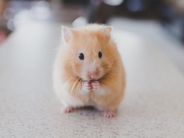 Syrian Hamster Puzzle Pussel online