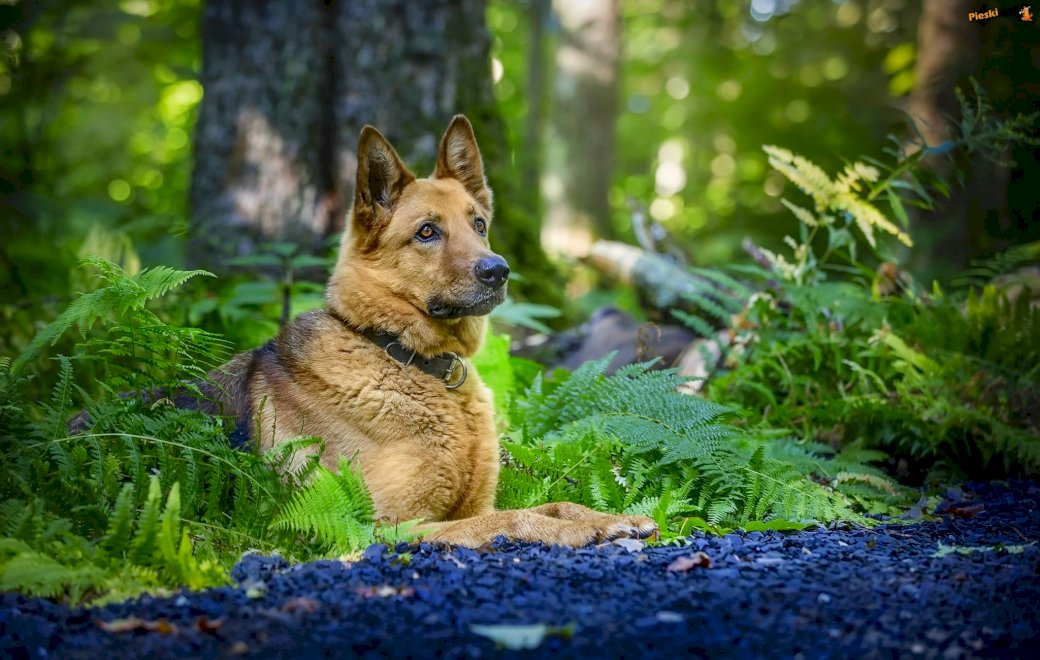 Păstor german în pădure puzzle online