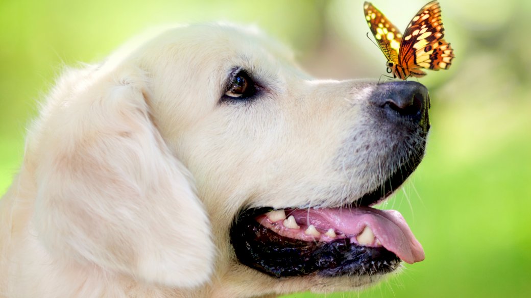 Câine alb, fluture puzzle online
