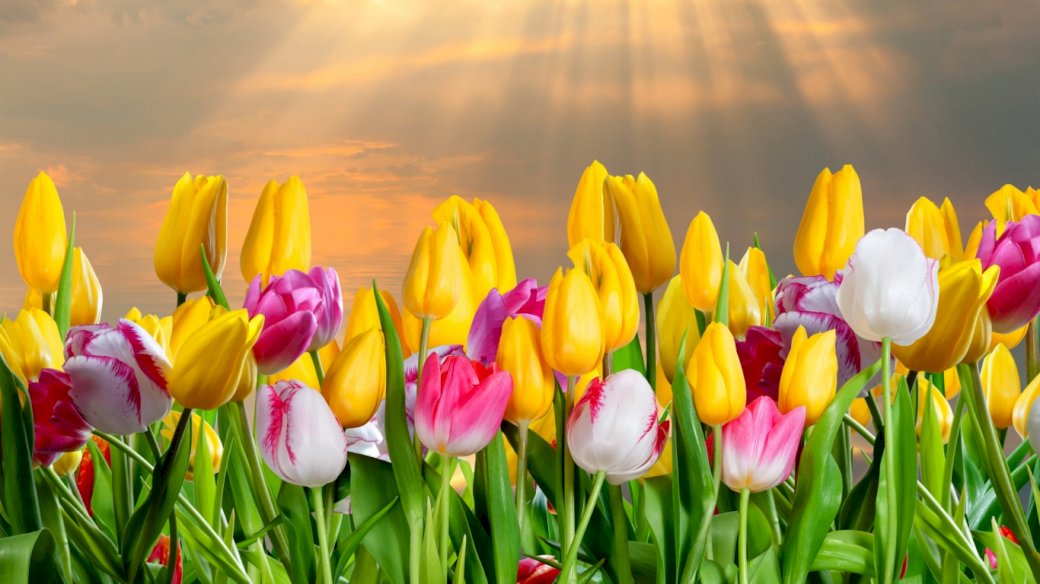 Tulipes colorées puzzle en ligne
