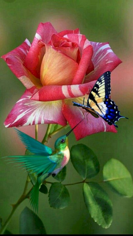 Λουλούδι, πουλί και πεταλούδα παζλ online