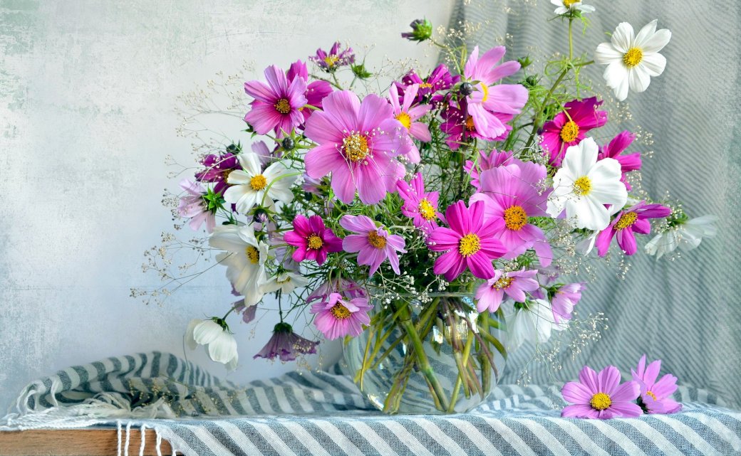 Květiny Kosmea, Bazon skládačky online