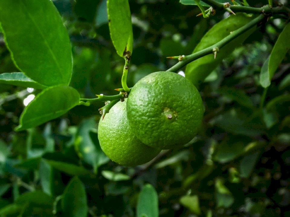 The acid lime 'Tahiti', also jigsaw puzzle online