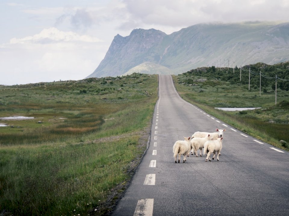 Rebaño de ovejas cruzando una carretera rompecabezas en línea