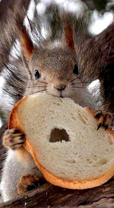 Hongerige eekhoorn legpuzzel online