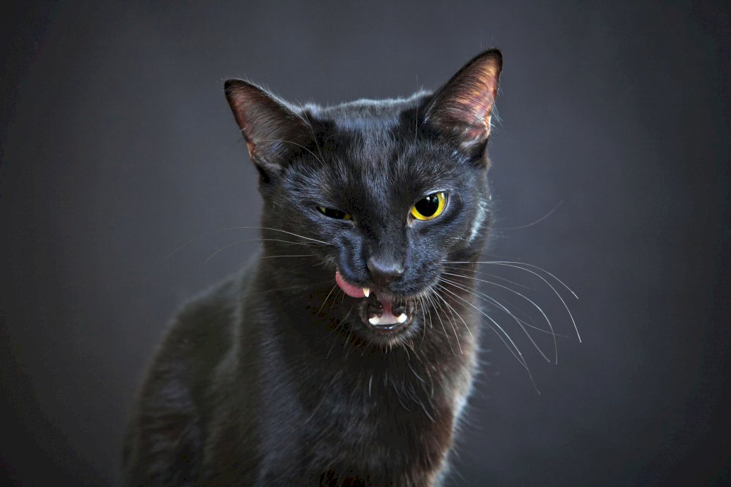 gato negro rompecabezas en línea