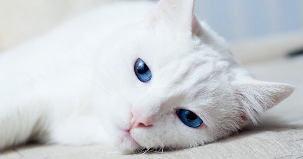 vit katt pussel på nätet
