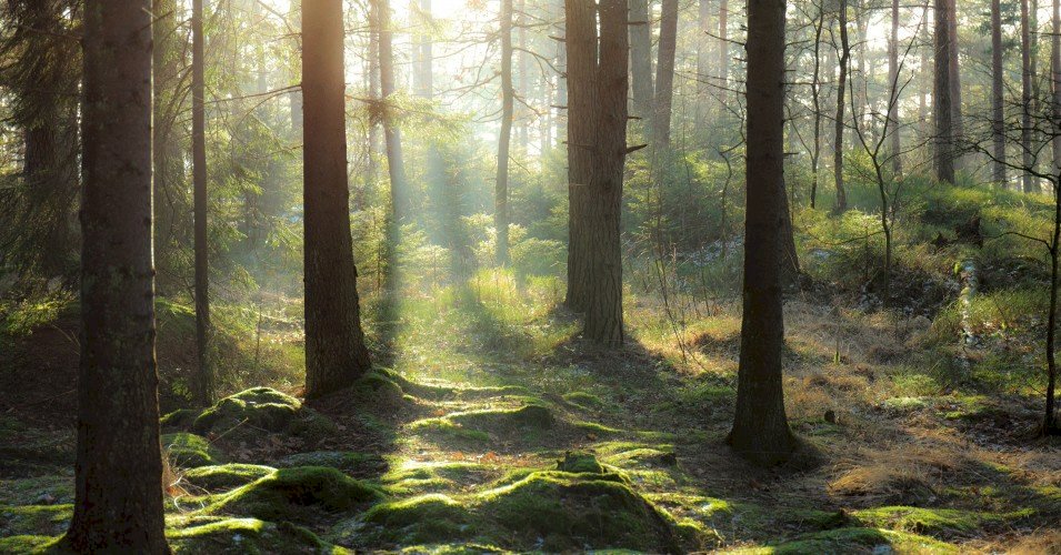 Nature in Sweden jigsaw puzzle online