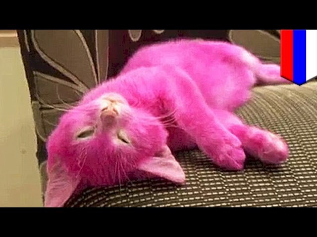 розовый кот пазл онлайн