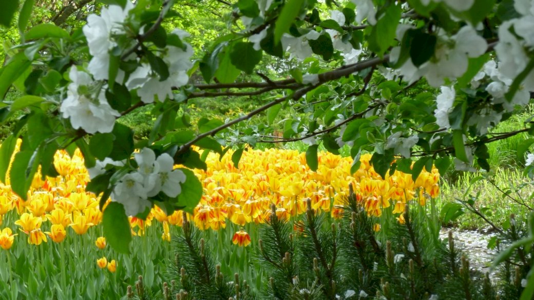 trädgård, äng, blommor Pussel online