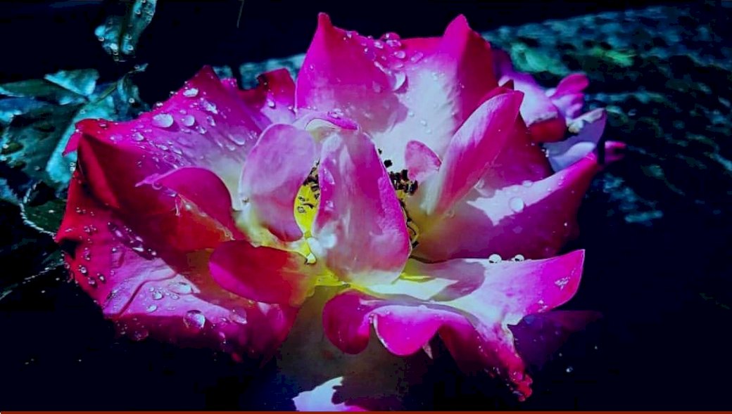Розово цвете с капки вода онлайн пъзел