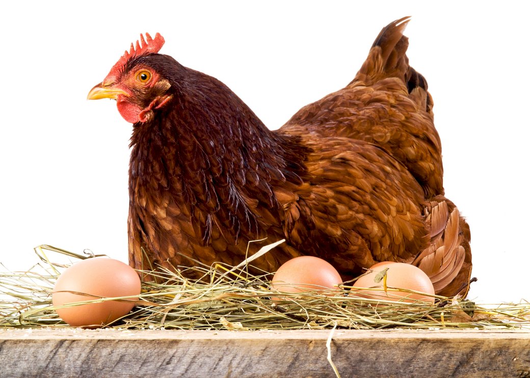 Курка і яйця пазл онлайн