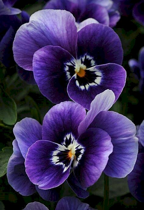 Paarse viooltjes. legpuzzel online