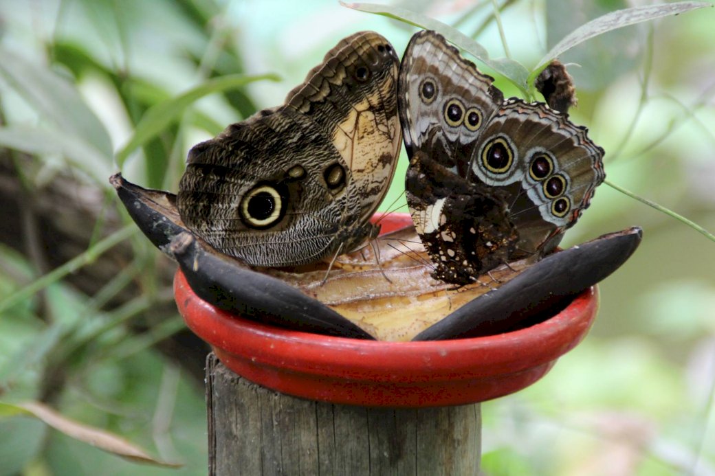 fjärilar pussel på nätet