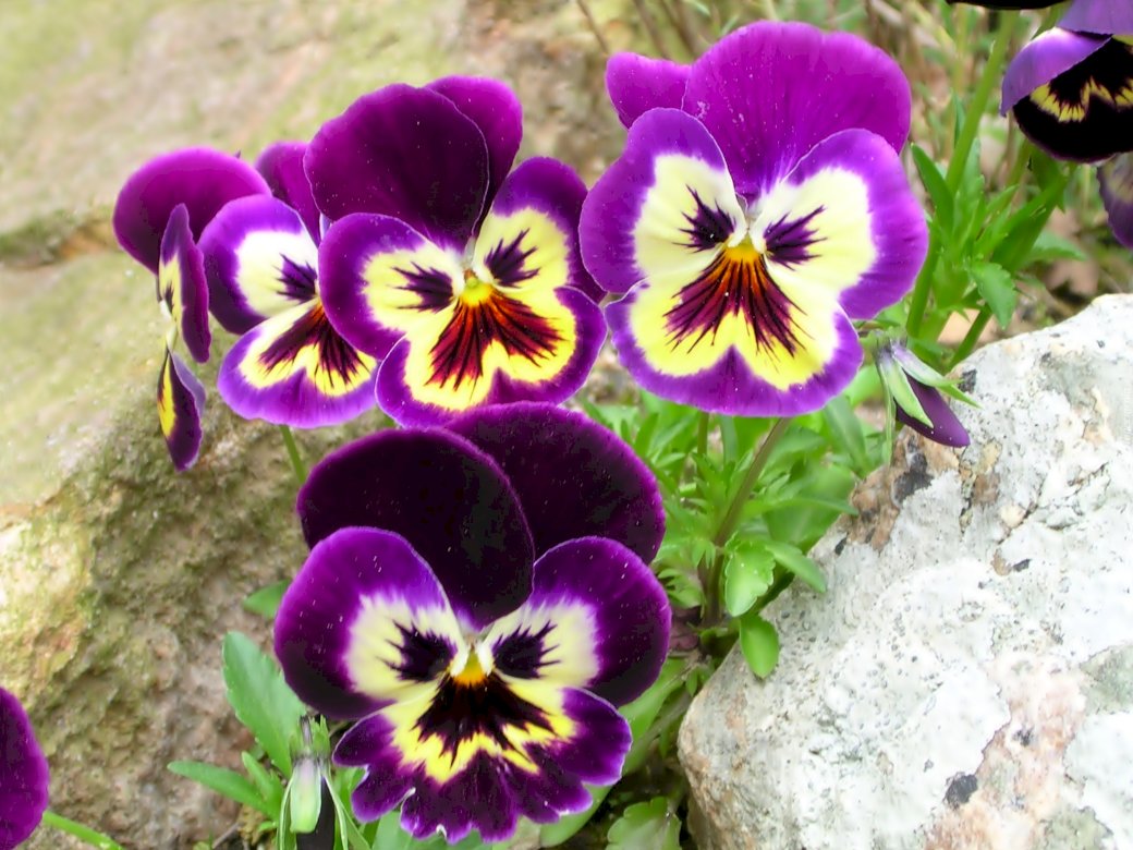 composition of pansies online puzzle