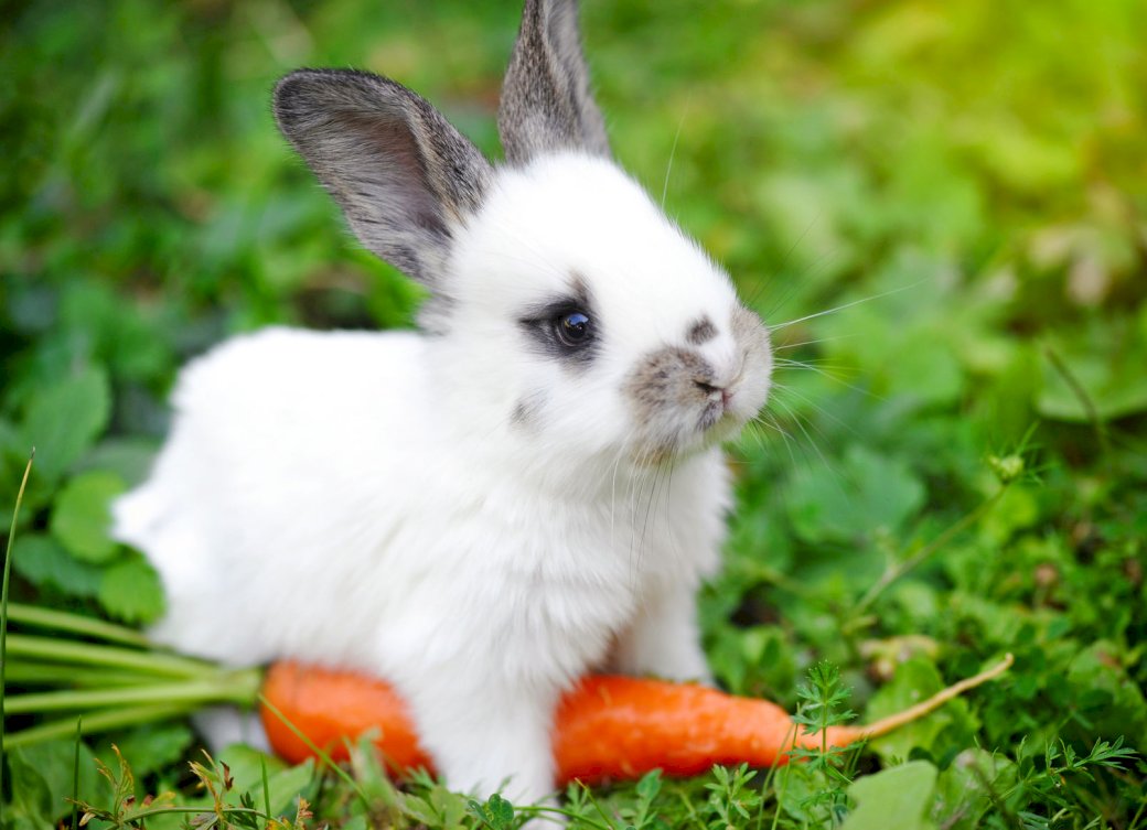 conejo con zanahoria rompecabezas en línea