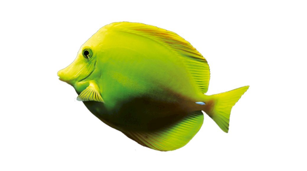 Κίτρινο ψάρι χειρουργού online παζλ