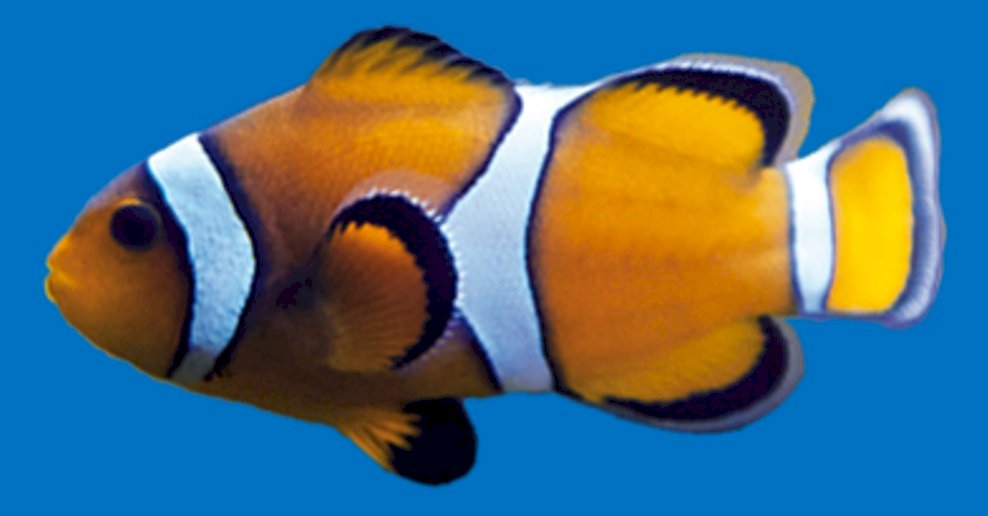 Clown fish online puzzle