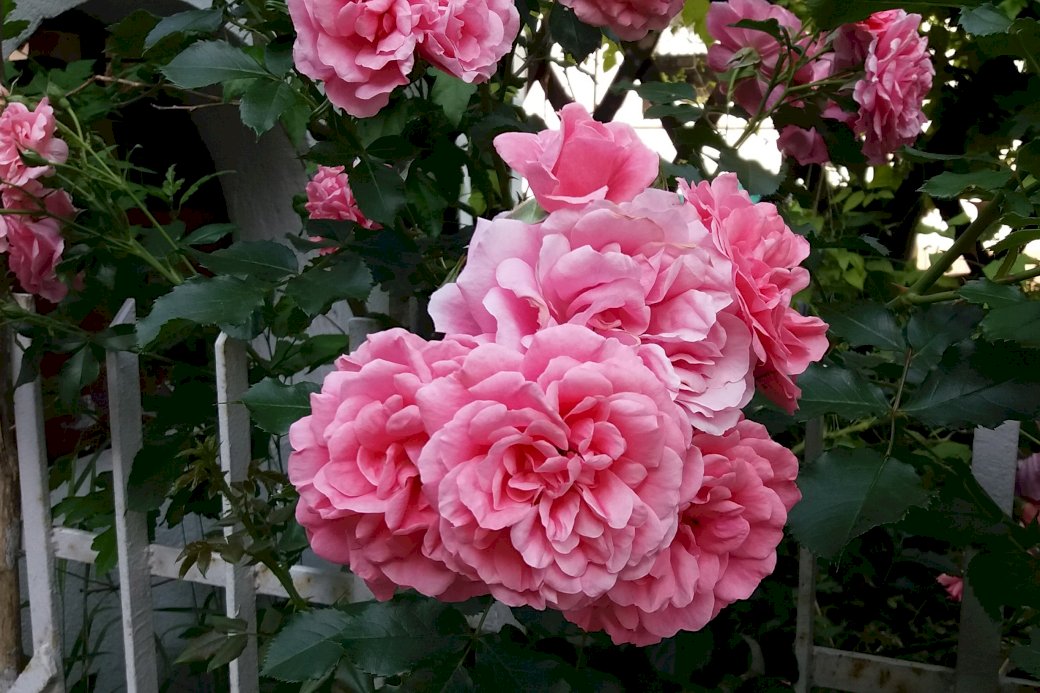 růžové růže skládačky online