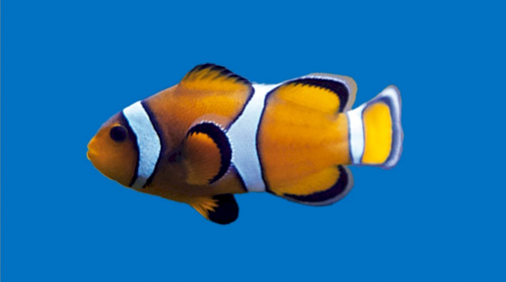 clownfish skládačky online