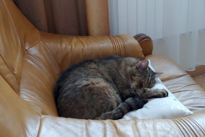 котенок на кресле онлайн-пазл