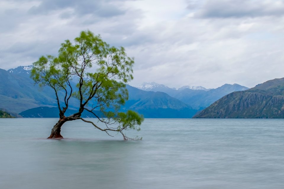 Το δέντρο Wanaka στη λίμνη μέσα online παζλ