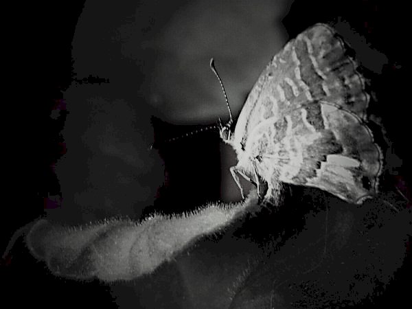 papillon skládačky online
