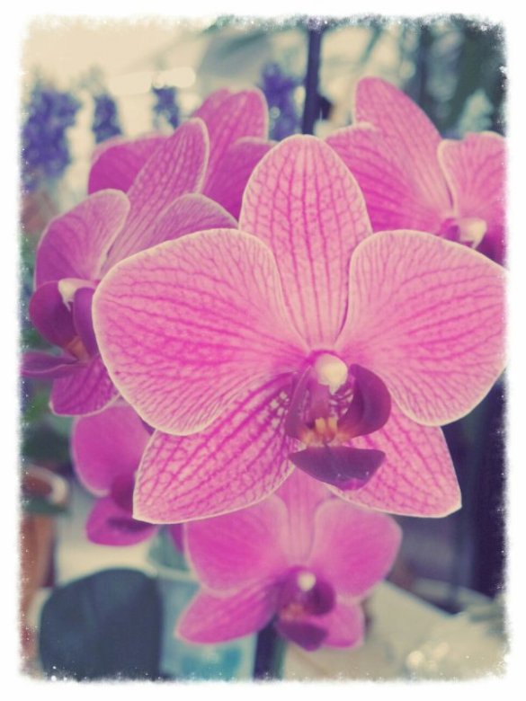 orchidées puzzle online