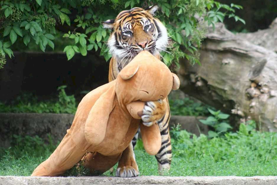 Tiger med björn pussel på nätet