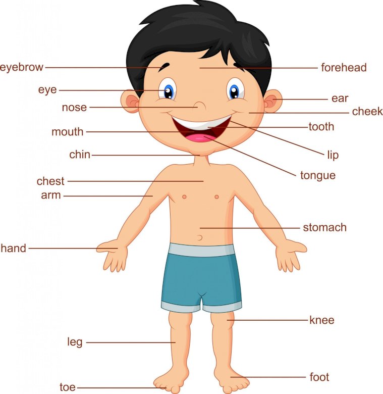 Body parts in English online puzzle