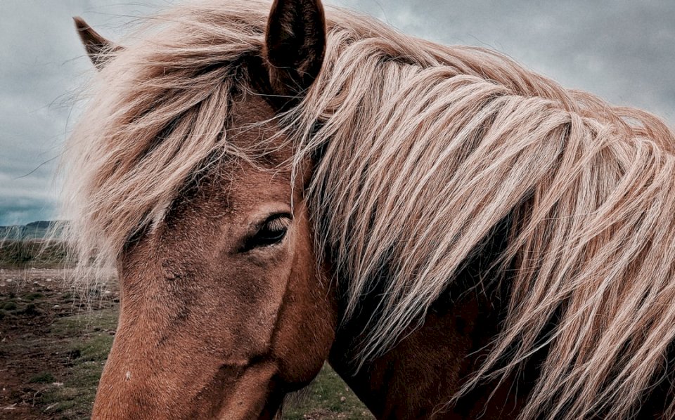 Häst från Island pussel på nätet