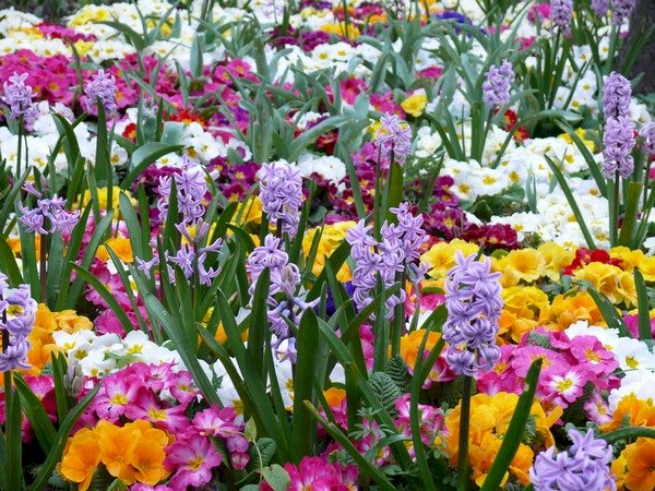 Пролетни цветя. онлайн пъзел