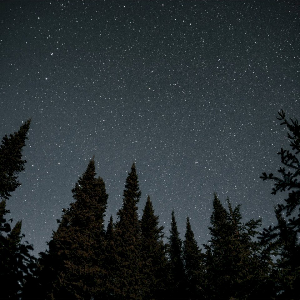 Stjärnor utomhus träd Pussel online