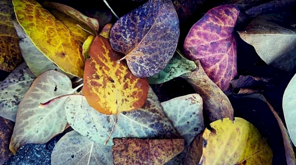feuilles à l'automne puzzle en ligne
