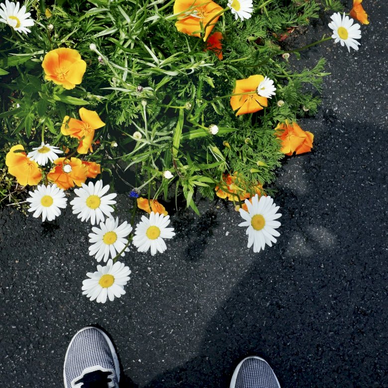 Квіти на вулиці онлайн пазл