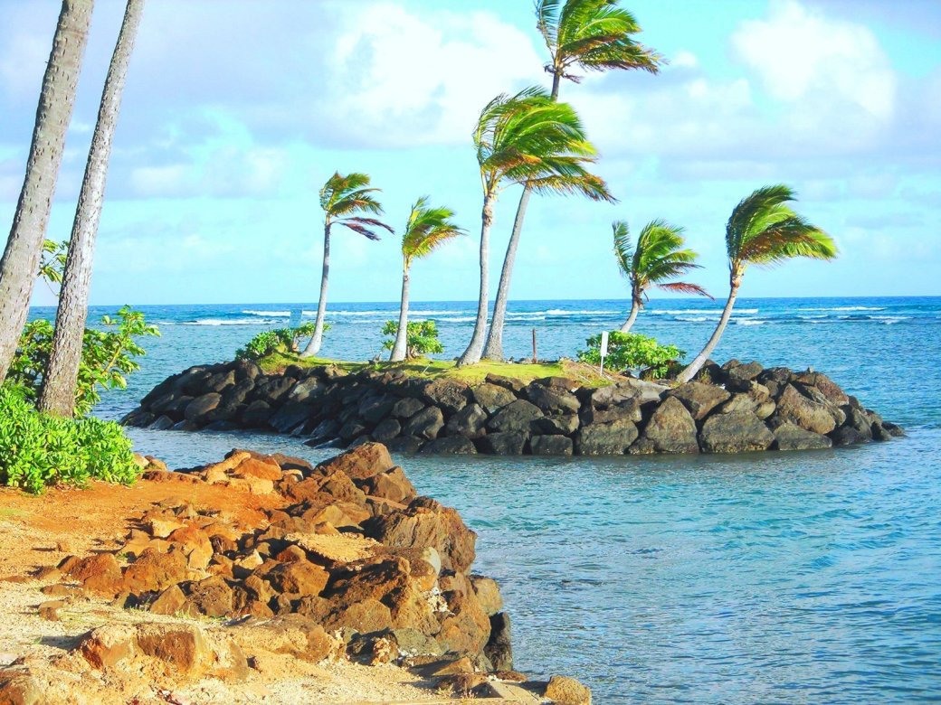tropical island, palm trees jigsaw puzzle online