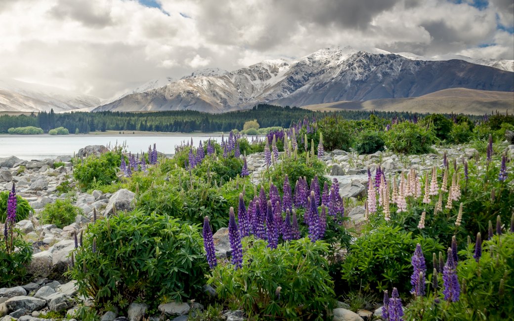 новая зеландия горы цветы озеро онлайн-пазл