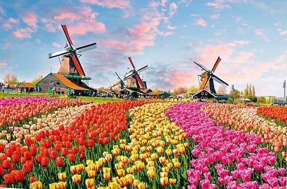 Tulipanes holandeses. rompecabezas en línea