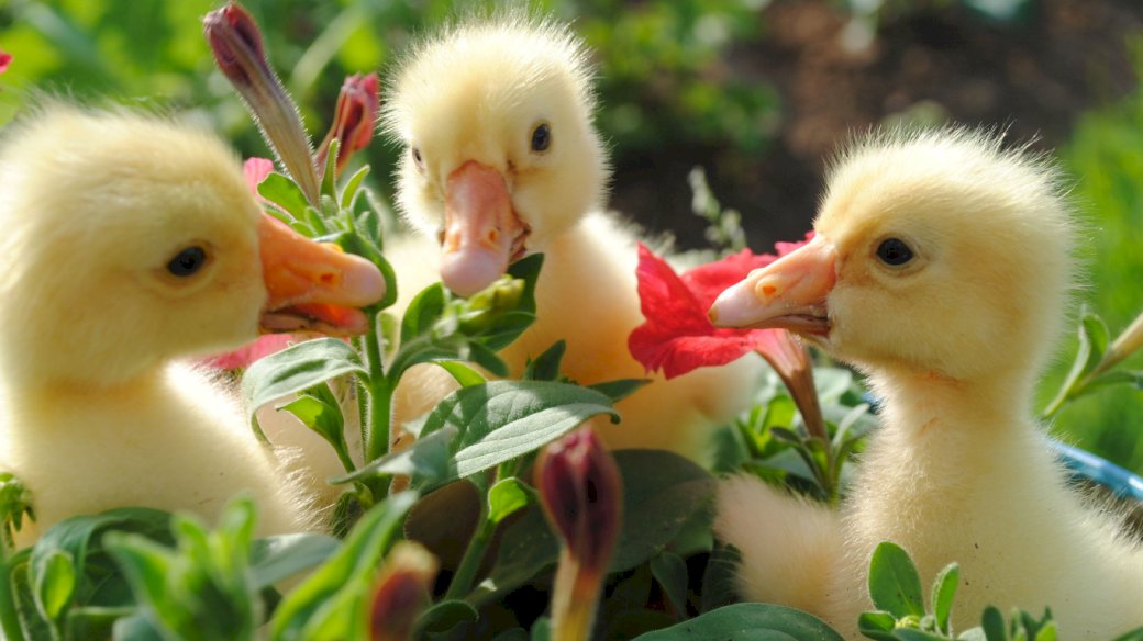 Patos, flores rompecabezas en línea