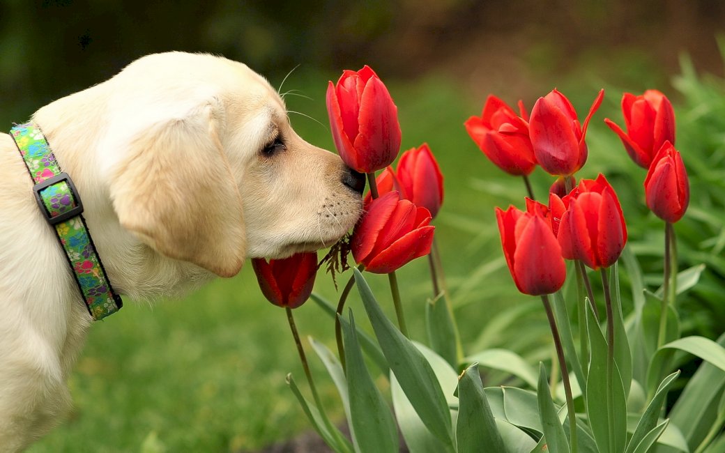 Perro blanco, tulipanes rompecabezas en línea